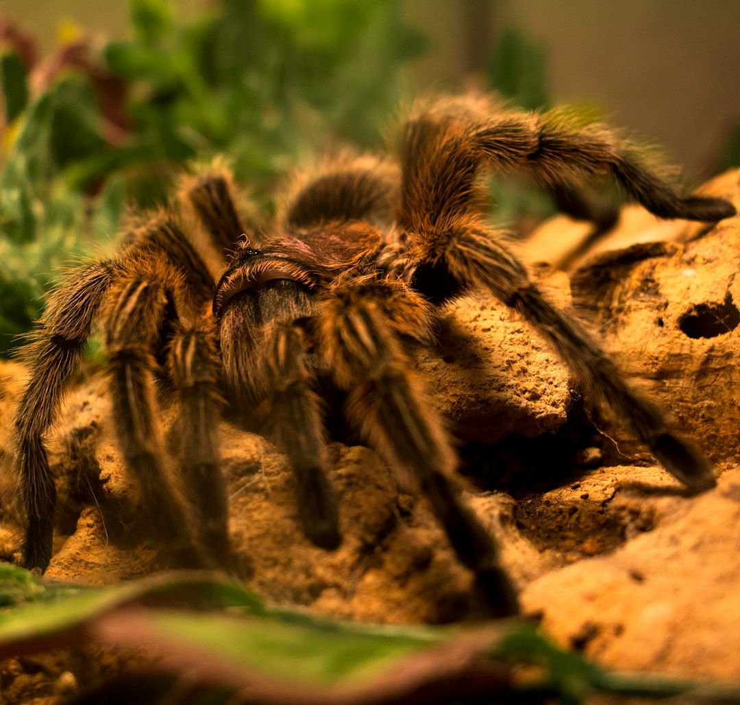 Tarantula, a thiccc subject