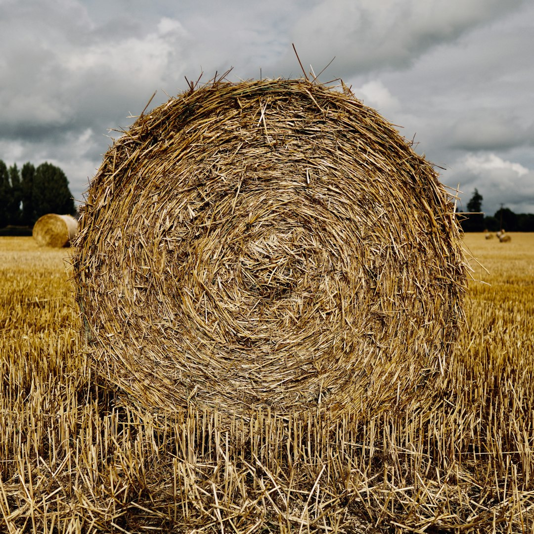 A quintessential example of rural rotundity under a bucolic sky.