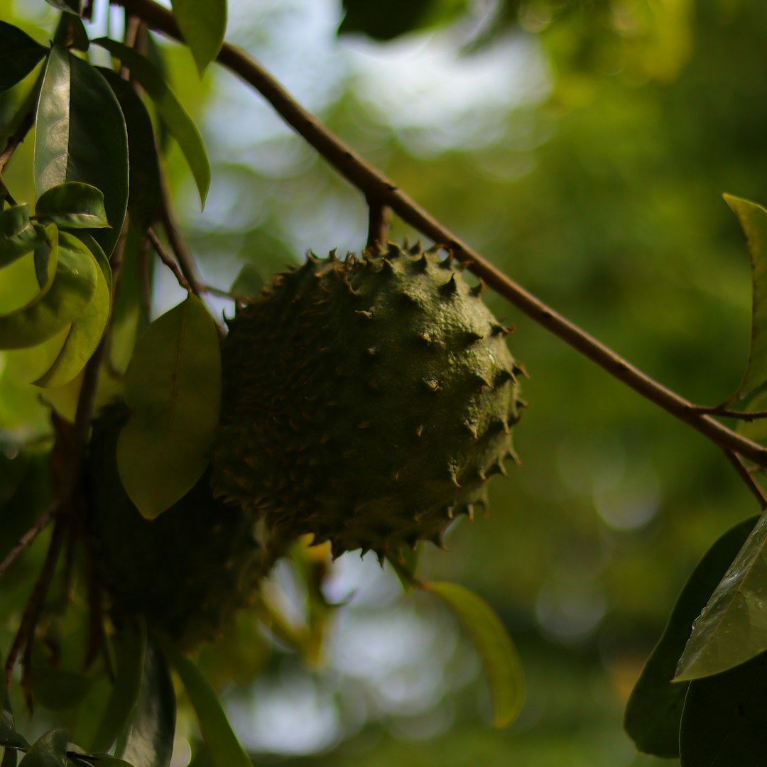 Soursop fruit hanging on a tree.