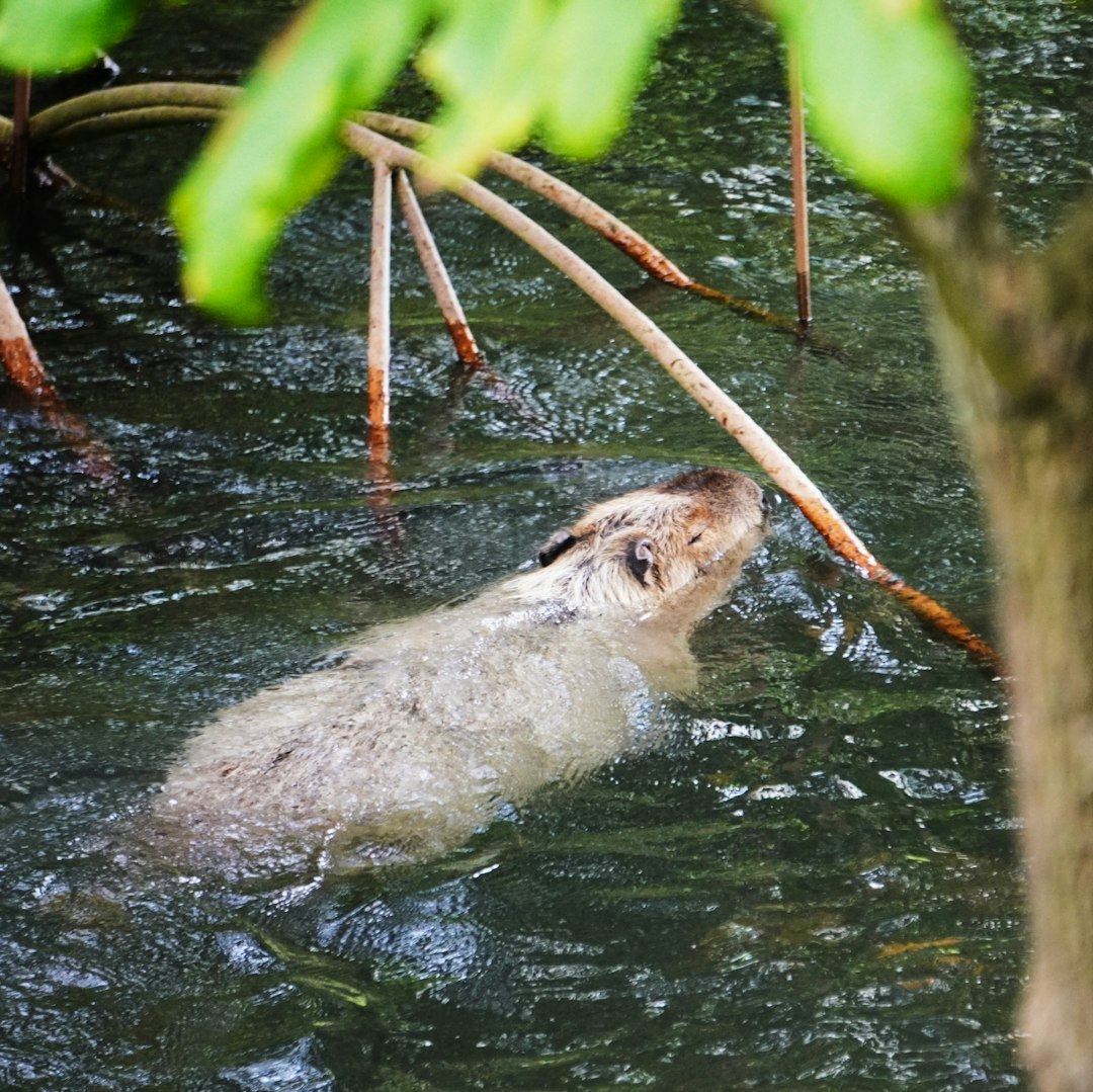Greater Capybara in its elemental repose.