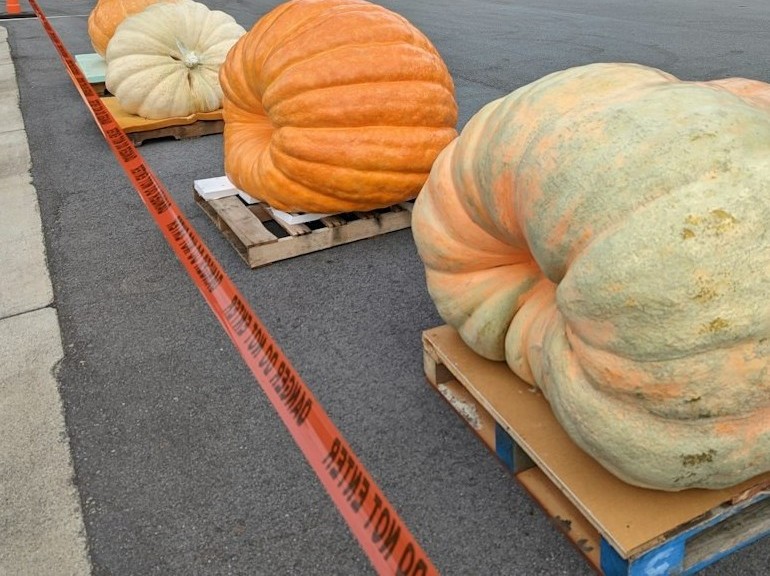 Giant pumpkins on display at a festival.