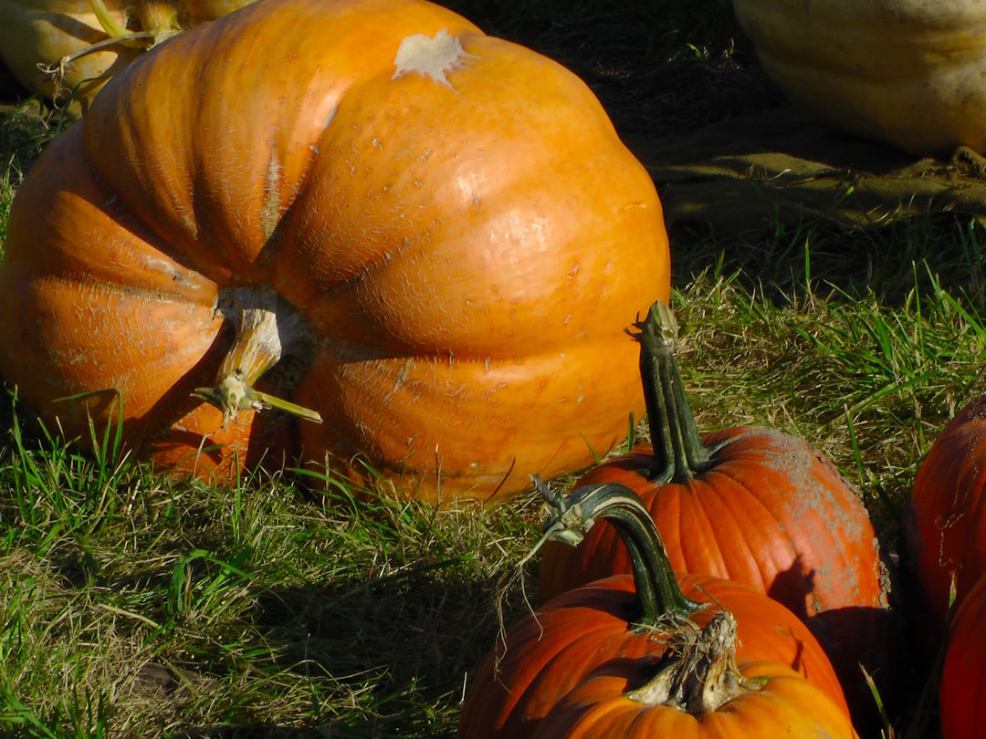 Pumpkin, a thiccc subject