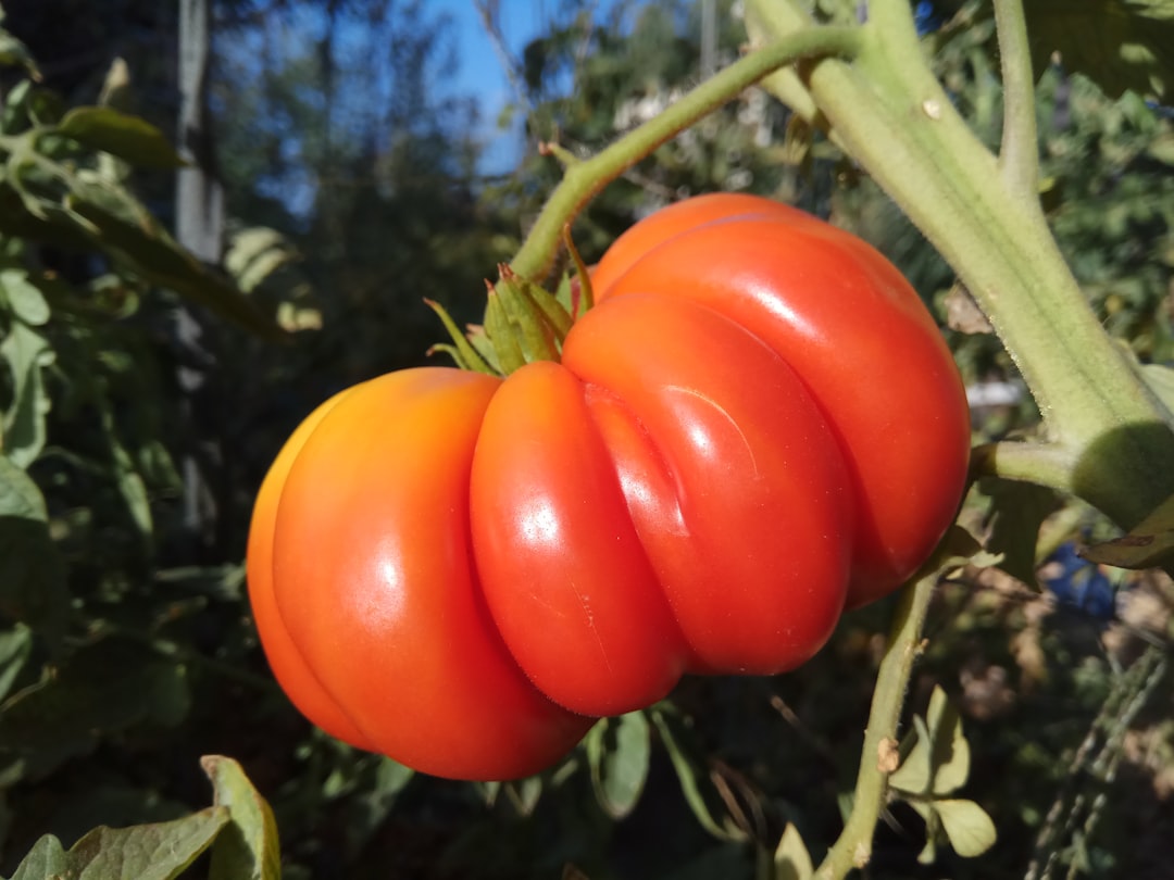 Heritage Tomato