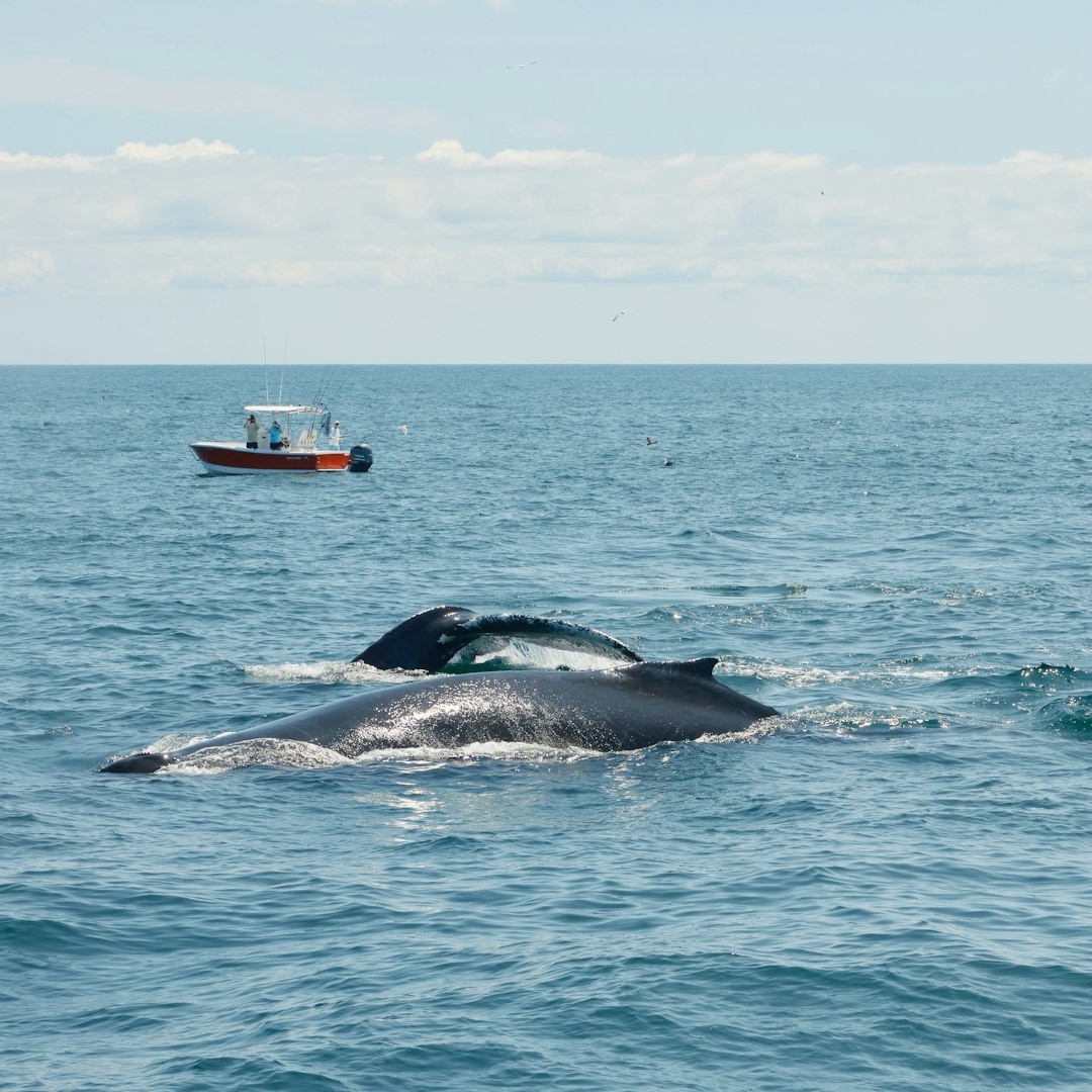 Whale, a thiccc subject