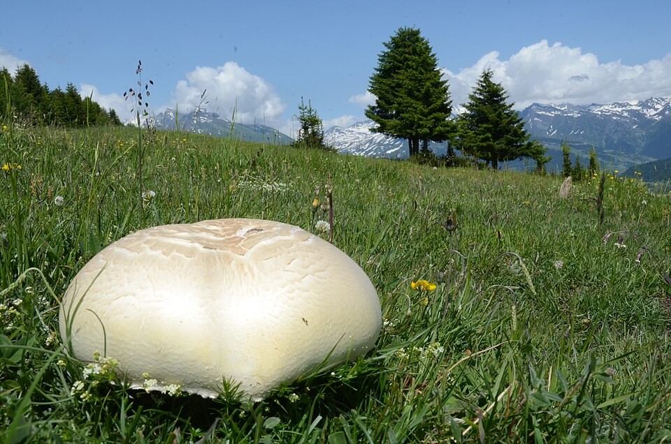 A giant puffball mushroom in an alpine meadow.