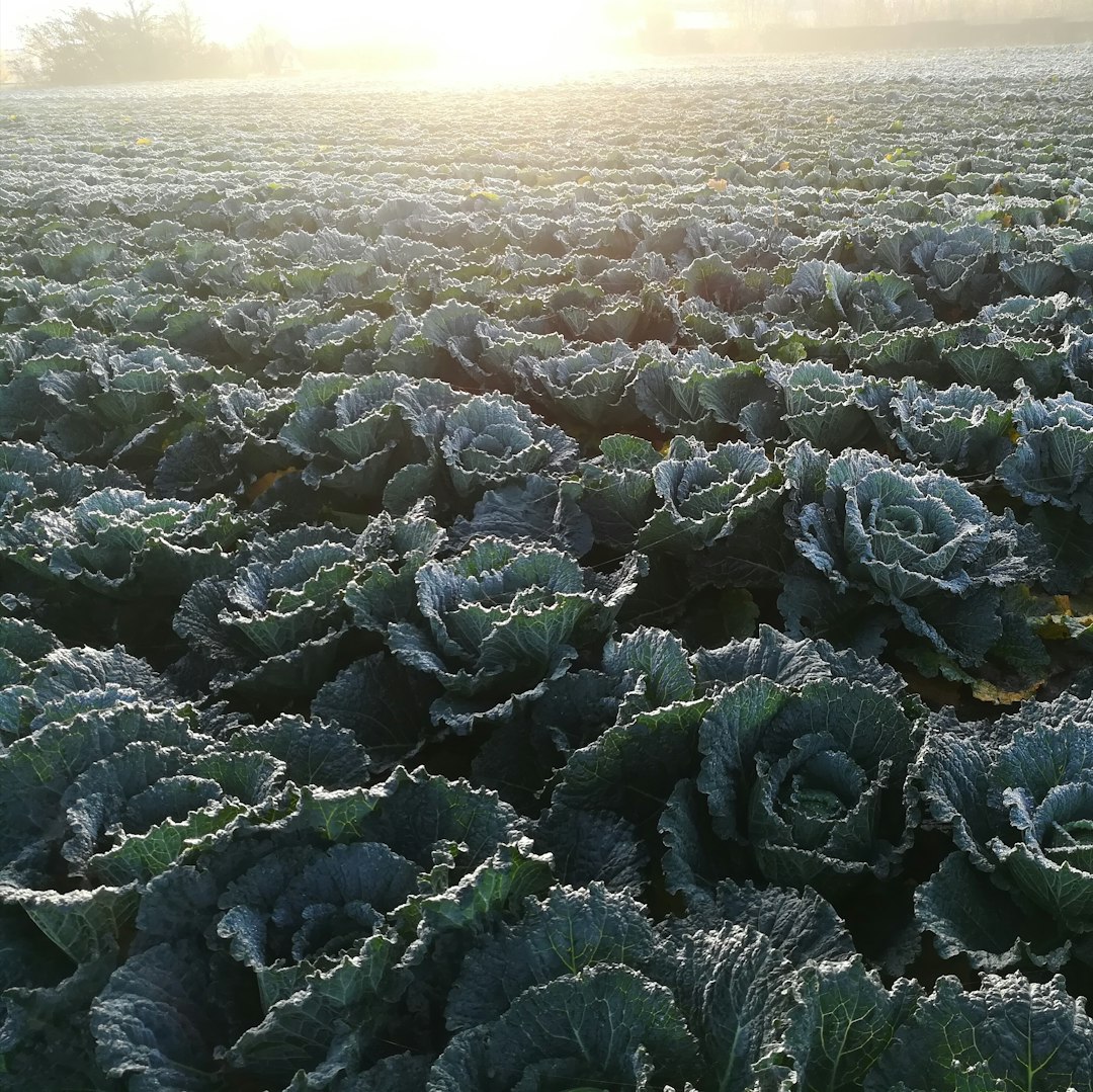 Cabbage, a thiccc subject