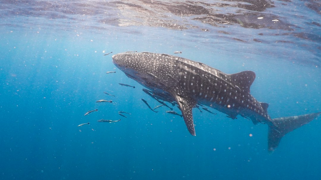 Whale Shark, a thiccc subject