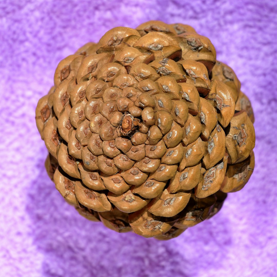 Pine cone viewed from above.