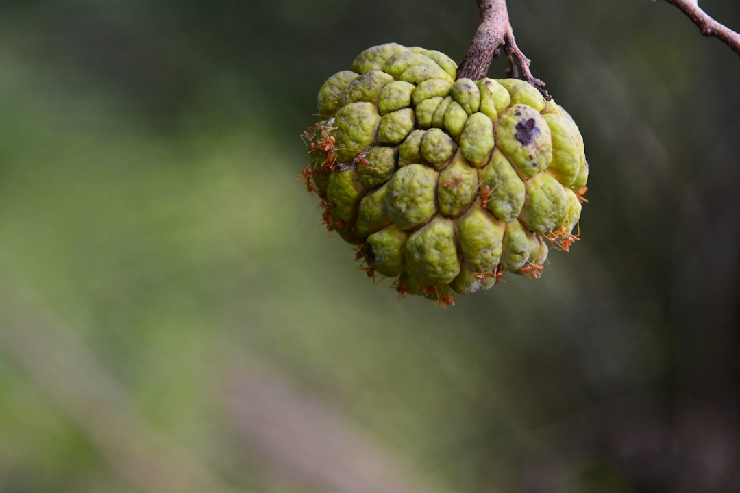 Cherimoya fruit hanging from a tree branch.