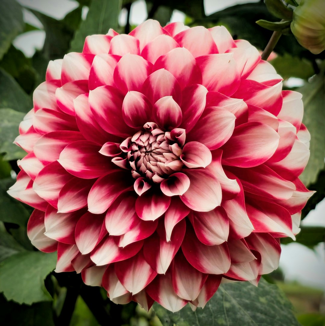 Dahlia flower in full bloom.