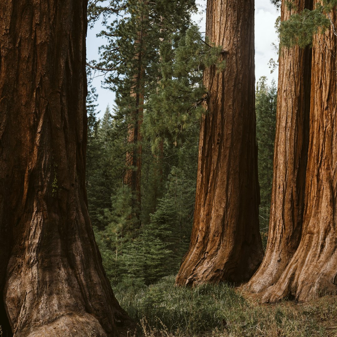 Sequoia, a thiccc subject