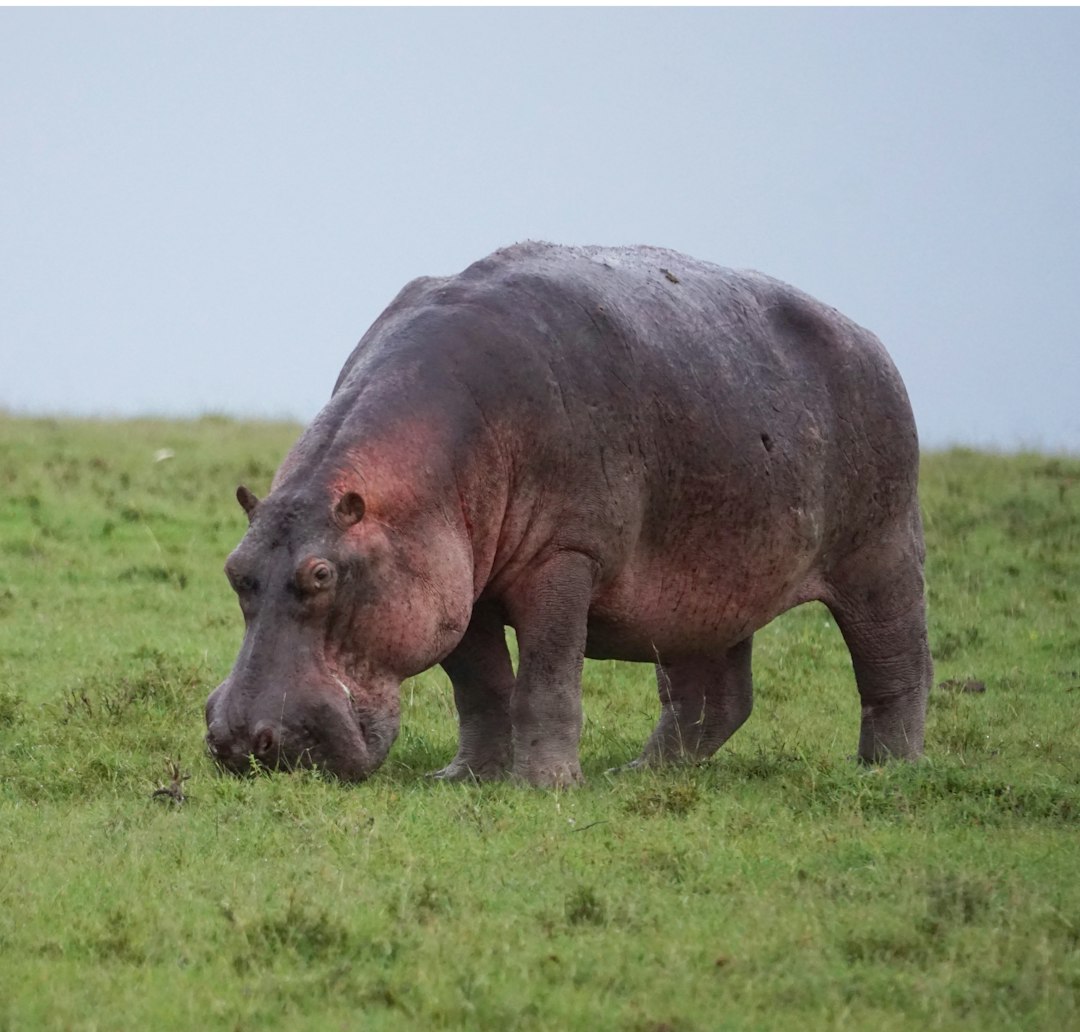 Hippopotamus, Common