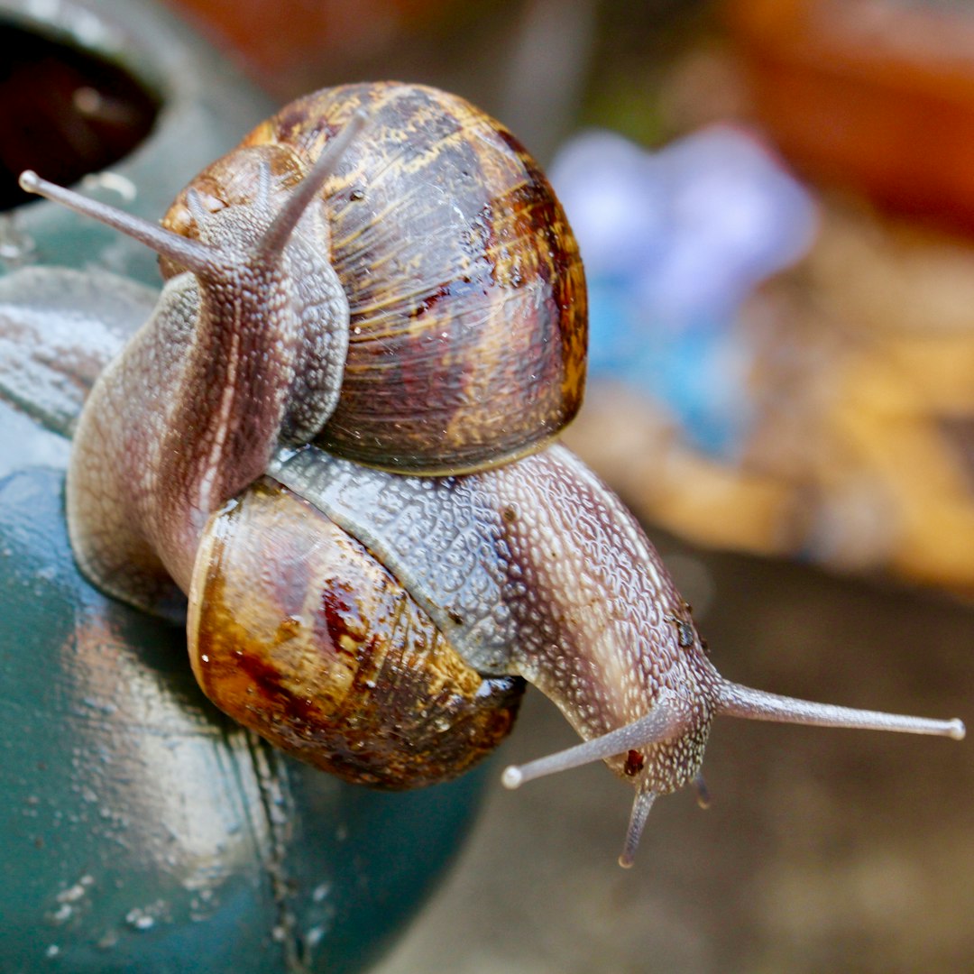 Two Giant African snails on a teal painted surface.