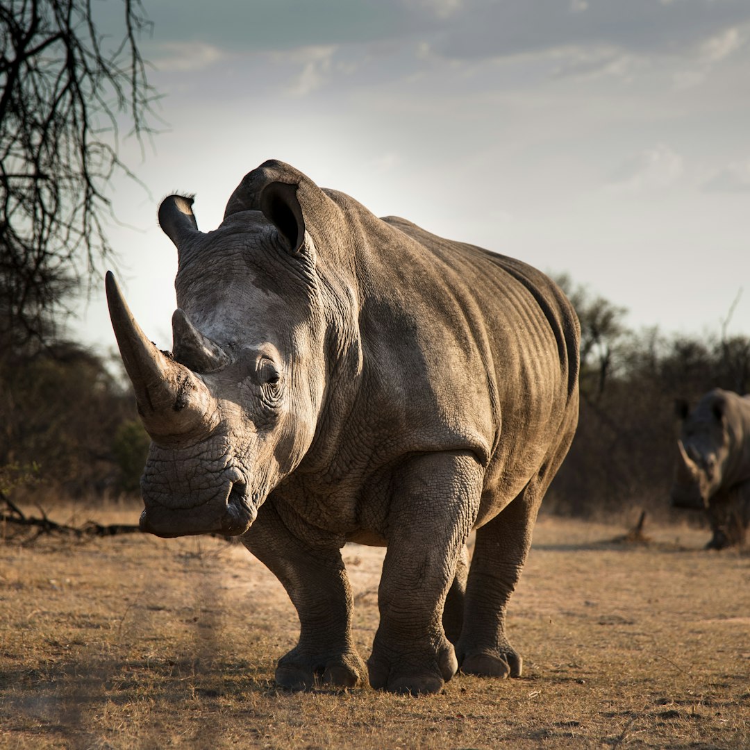 Rhinoceros, a thiccc subject