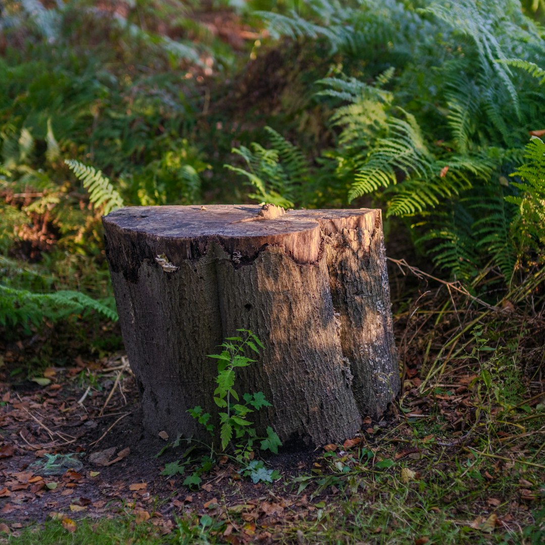 The formidable presence of an old-growth tree stump, asserting its dominance.