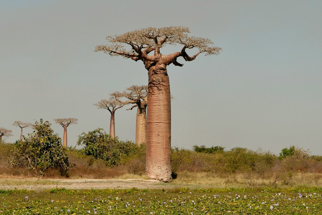 Baobab tree in a field.