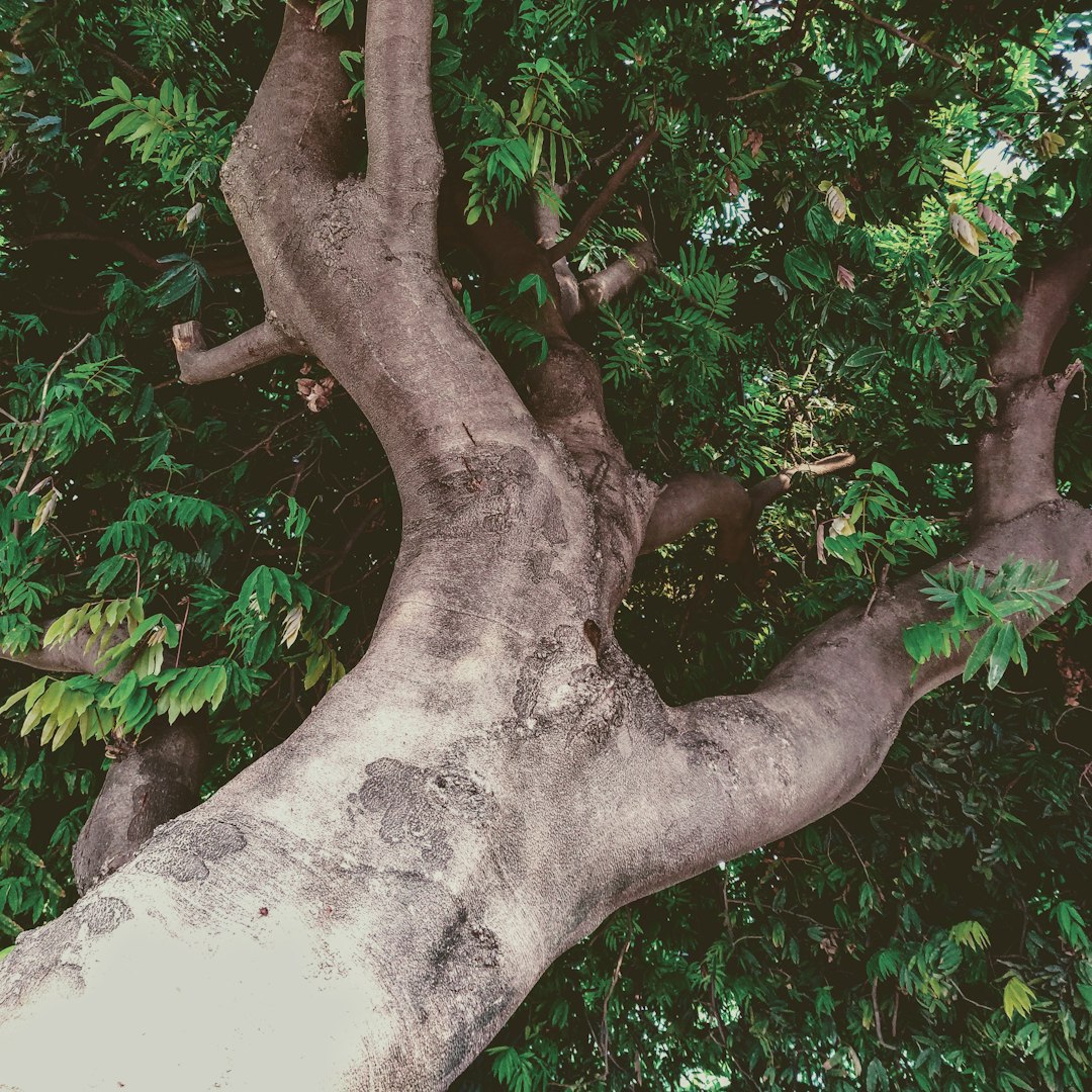 The African baobab: nature's original stronghold.
