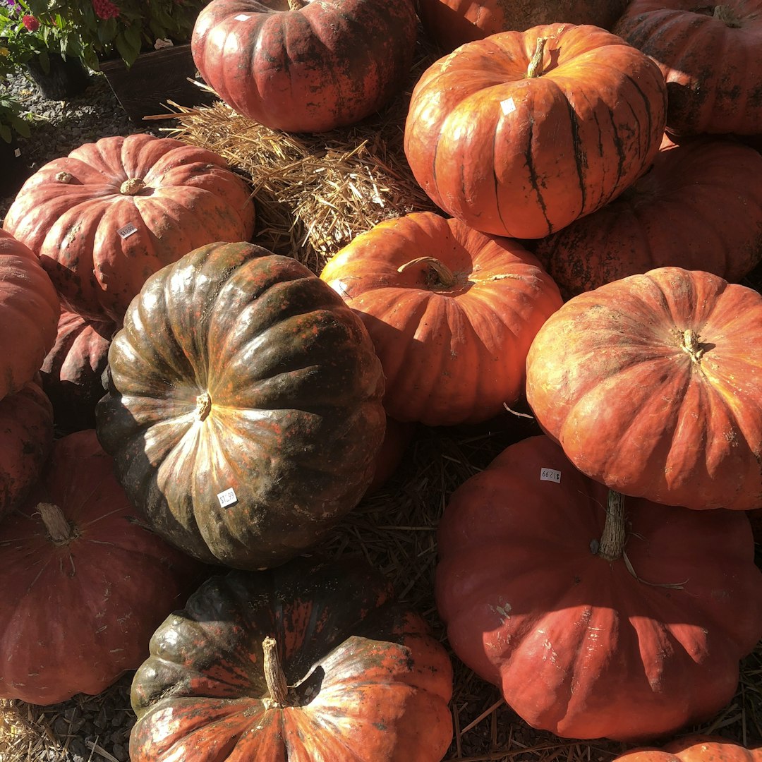 Collection of richly colored pumpkins on straw.