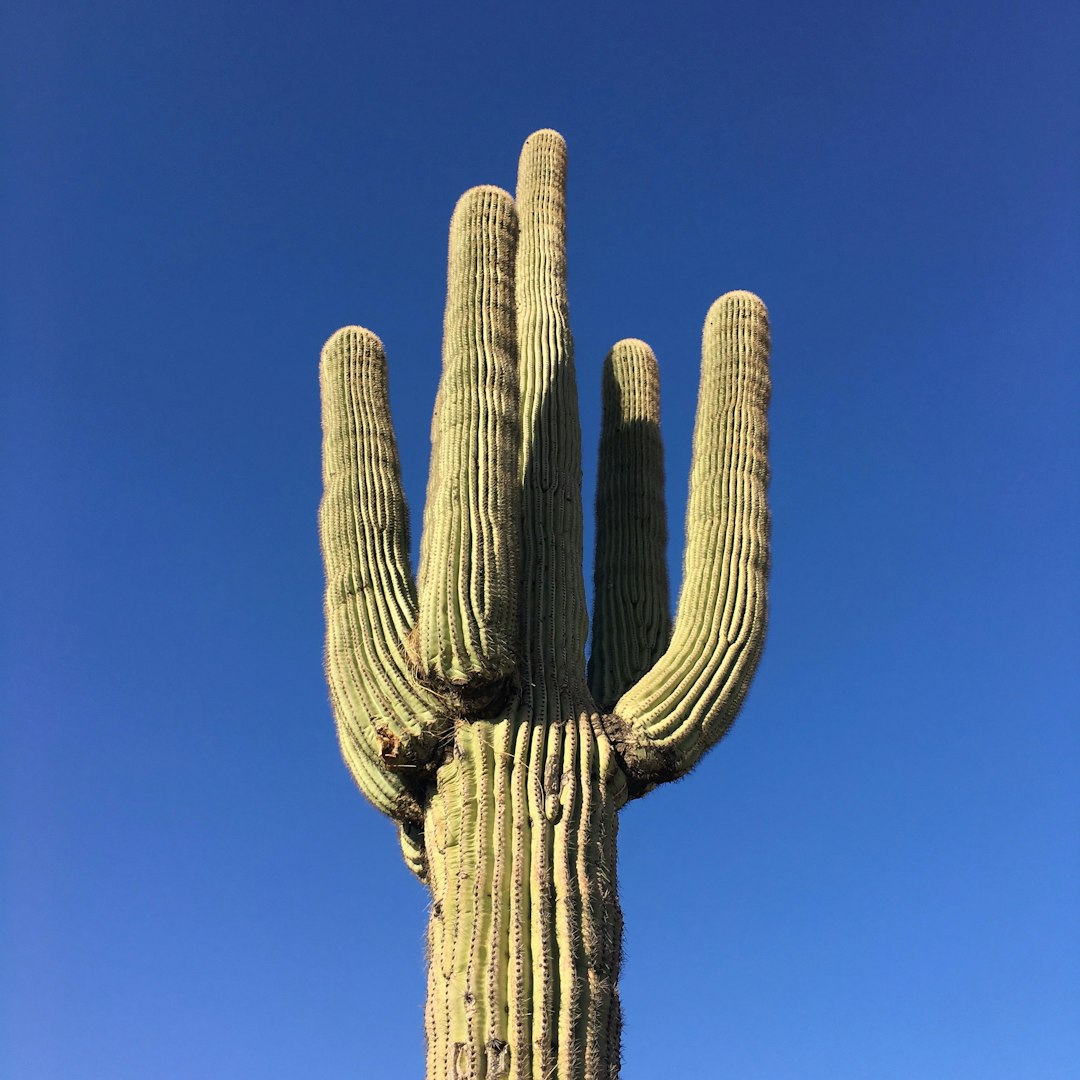 A saguaro cactus of substantial bearing, framed by Arizona's clear blue skies.
