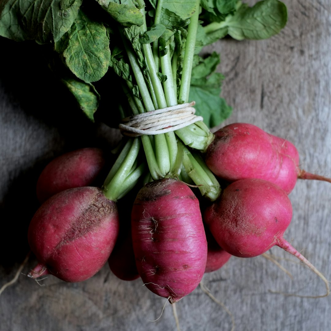 A group of red and green specimens, illustrating the unapologetic girth of the sugar beet.
