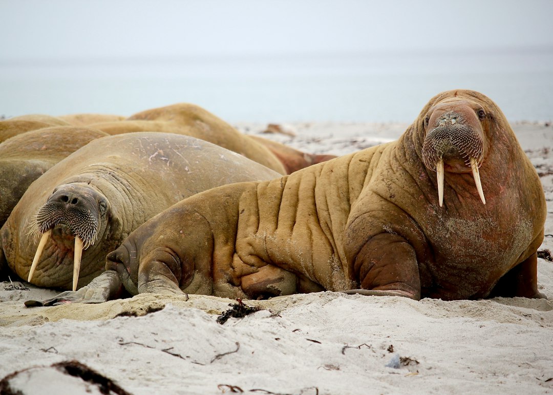Walrus, a thiccc subject