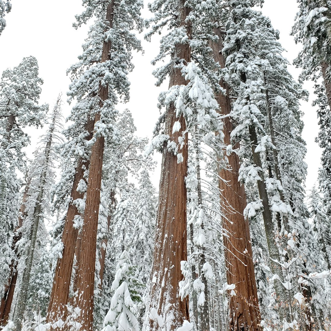 Sequoia, emblem of arboreal girth and the antithesis of minimalism.