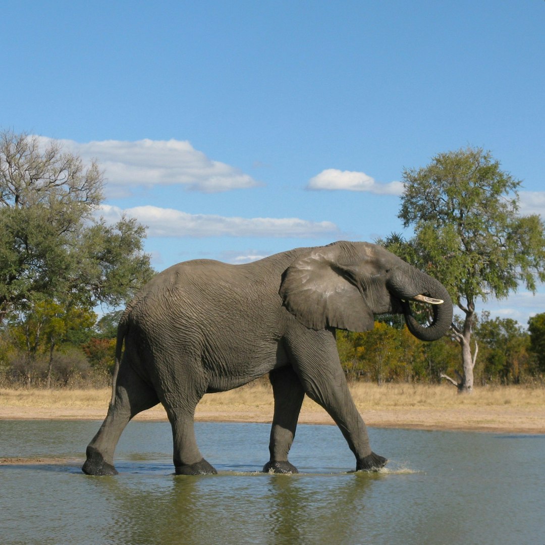 African bull elephant demonstrating aquatic prowess and terrestrial dominance.