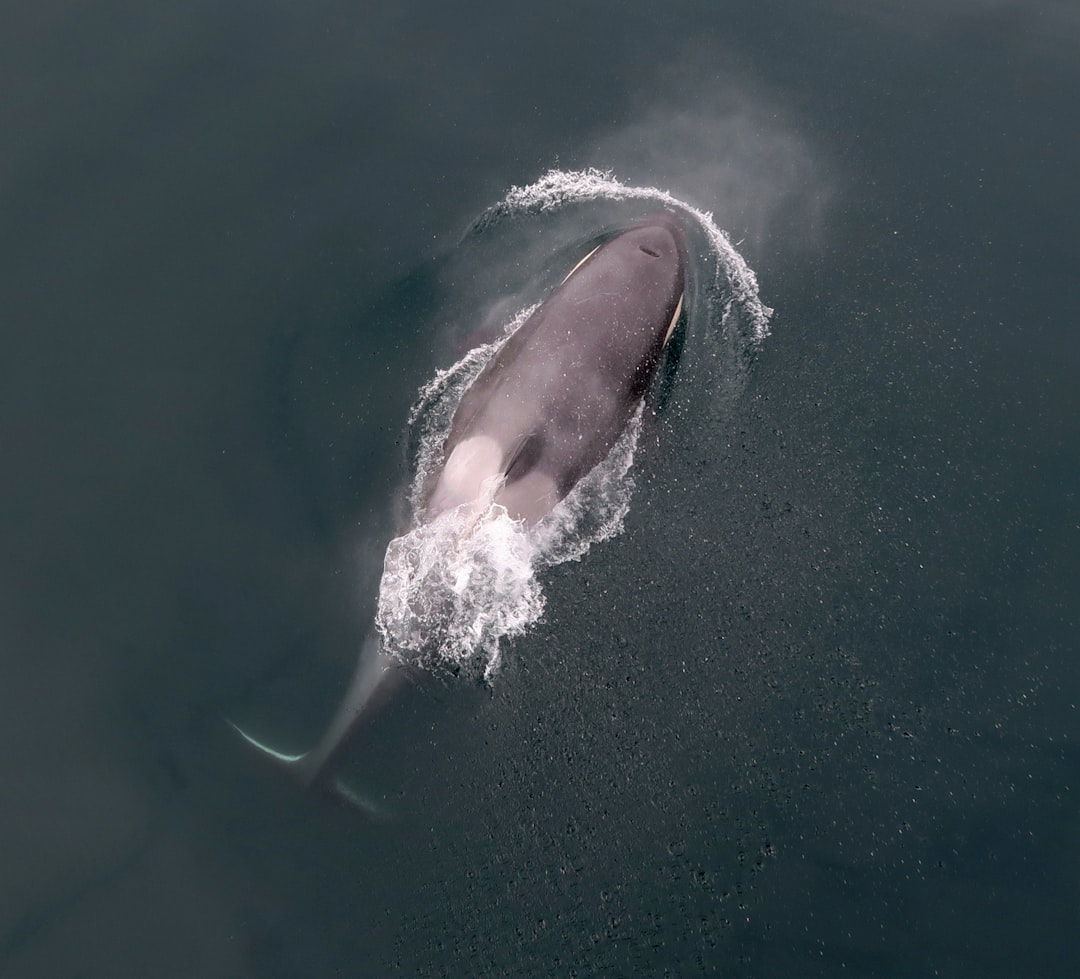 The posterior of an orca, viewed astern, defies casual description.