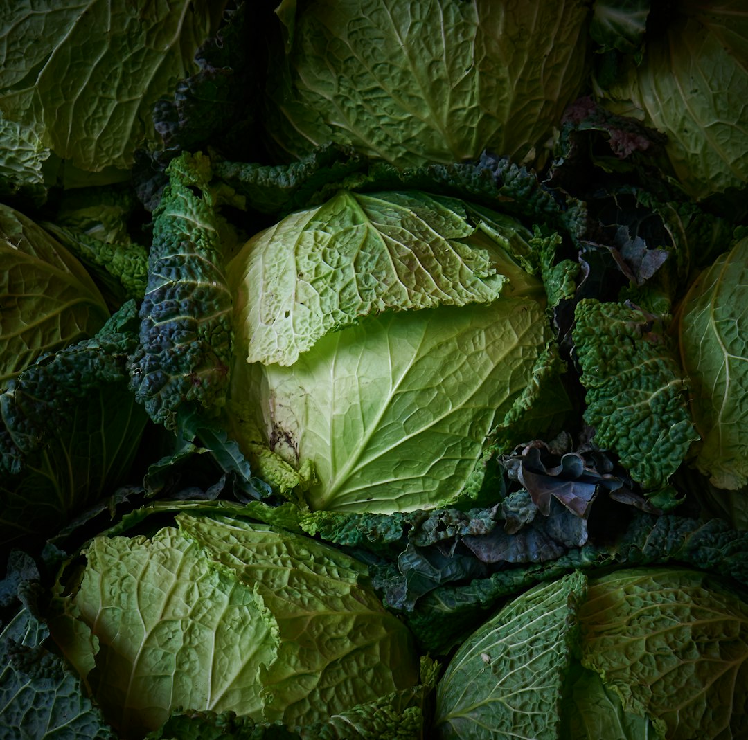 Savoy cabbage.