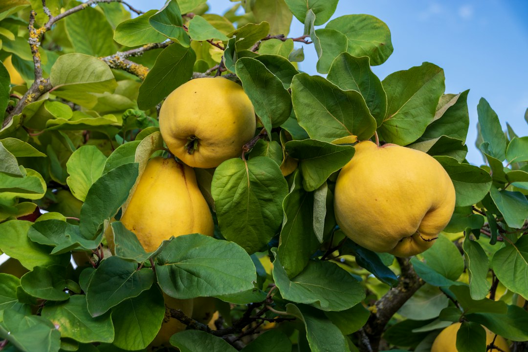 Three ripe quinces hanging from a tree branch.