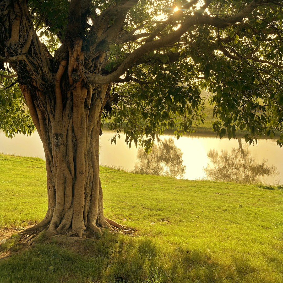 A venerable thiccc Ficus macrophylla, asserting its presence in a serene meadow.