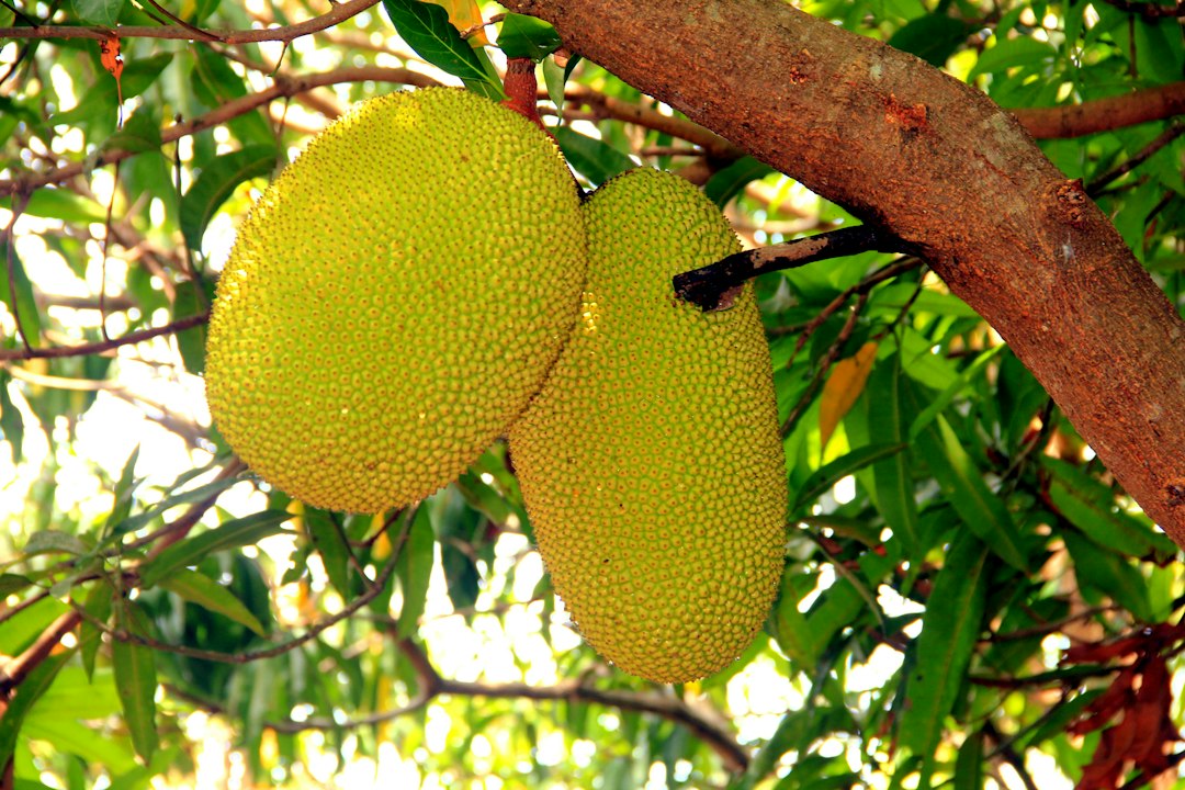 Two jackfruit hanging from the branch.
