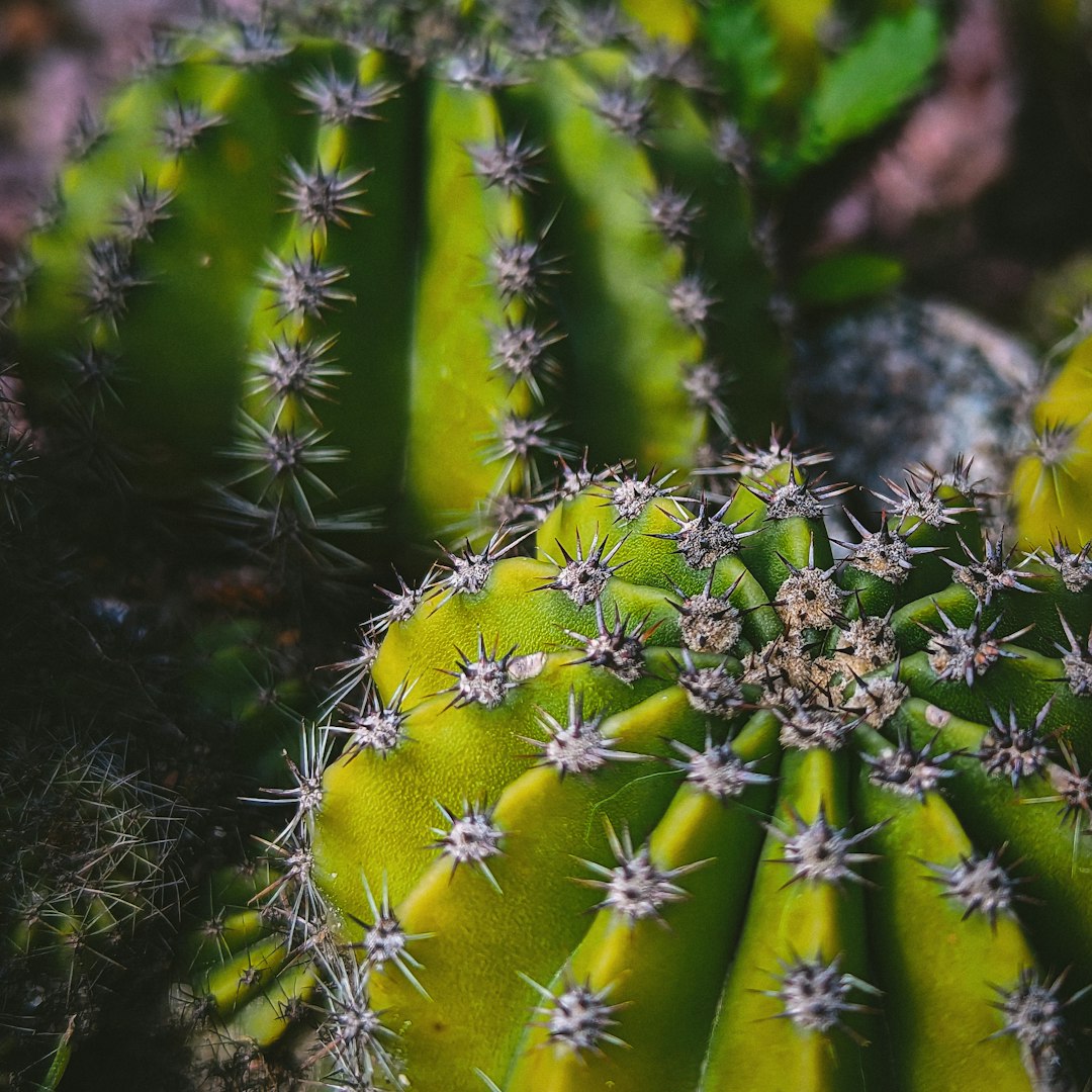 Close-up of a barrel cactus.