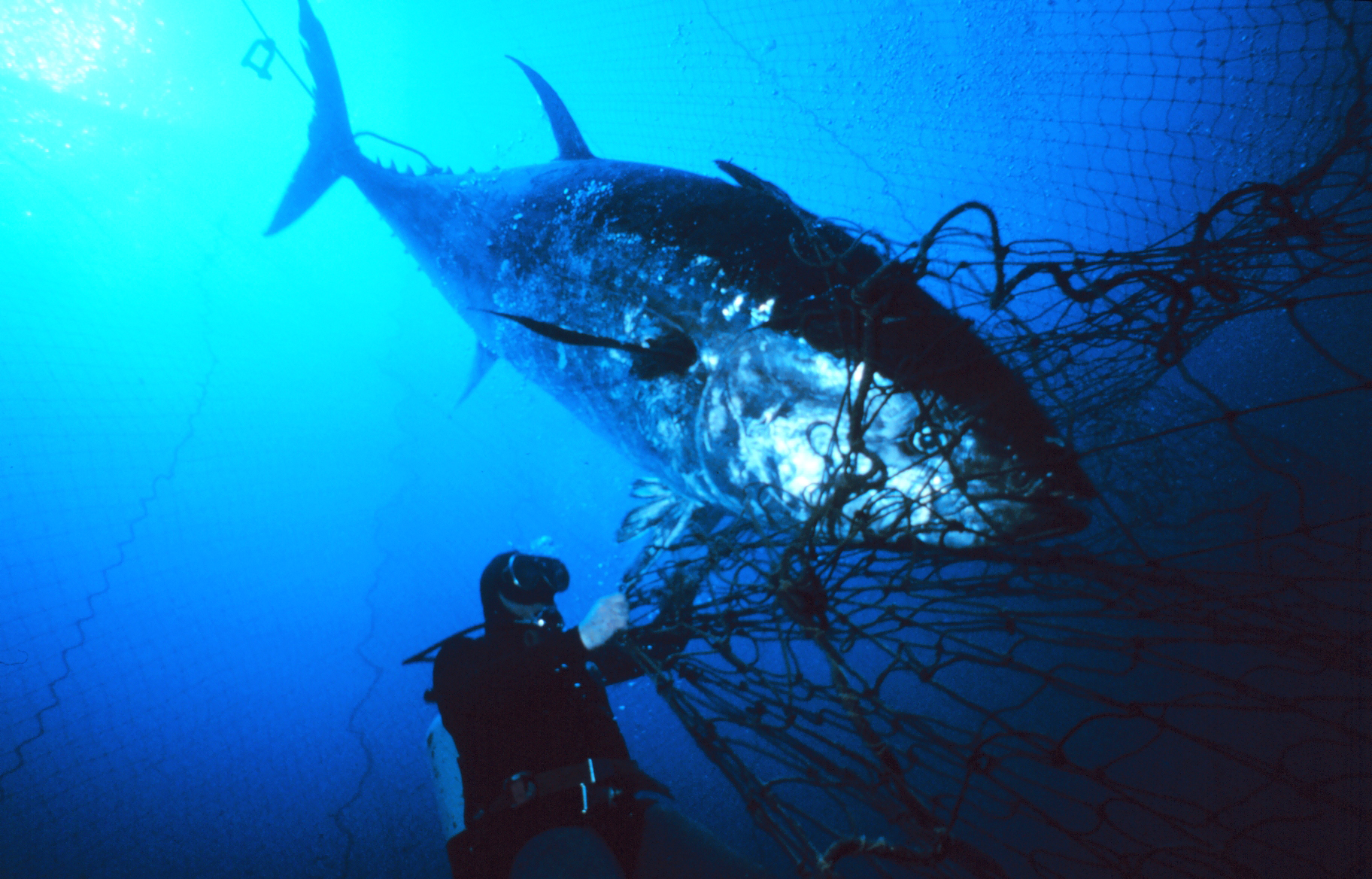 A 600-pound Atlantic bluefin tuna in a trap net off Favignana, Sicily, with a diver for scale.