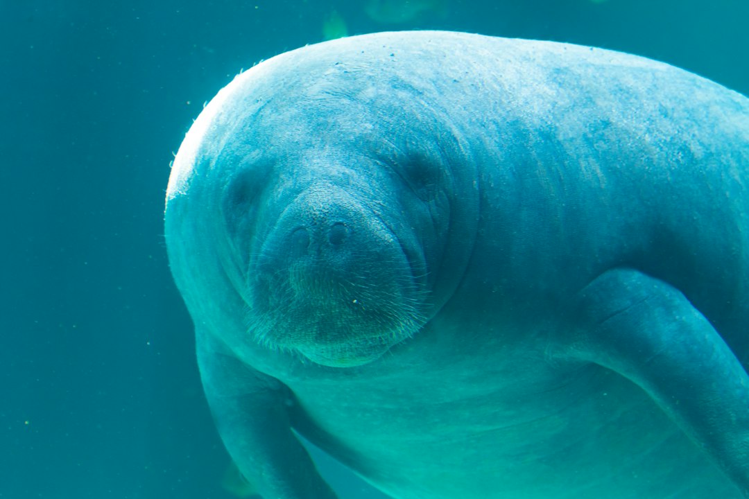Manatee in water.