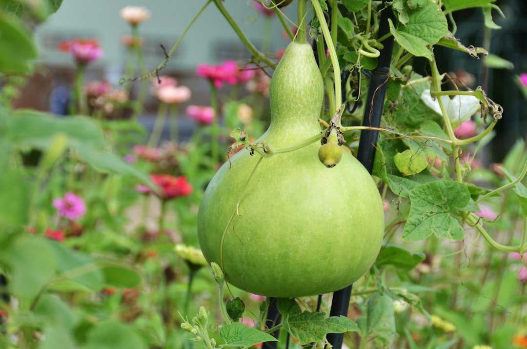 Bottle gourd hanging from a trellis.