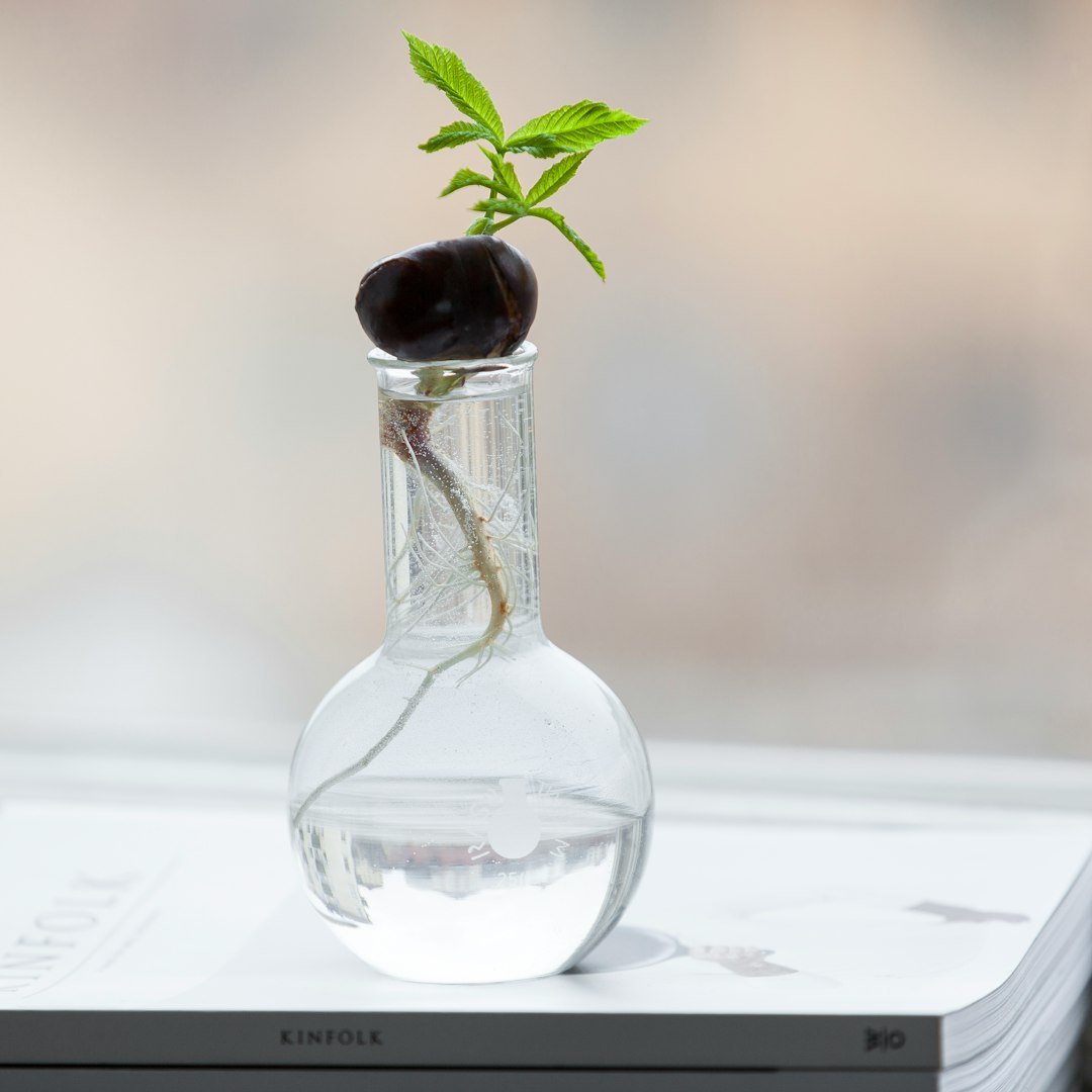 A round-bottom flask holding a sprouting seed in water, resting on a Kinfolk magazine.