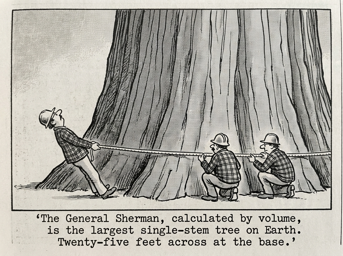 Three forestry surveyors at the base of a giant sequoia trunk