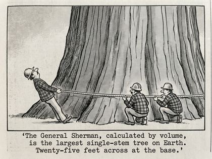 General Sherman sequoia editorial panel