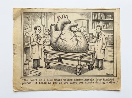 Blue whale heart editorial panel