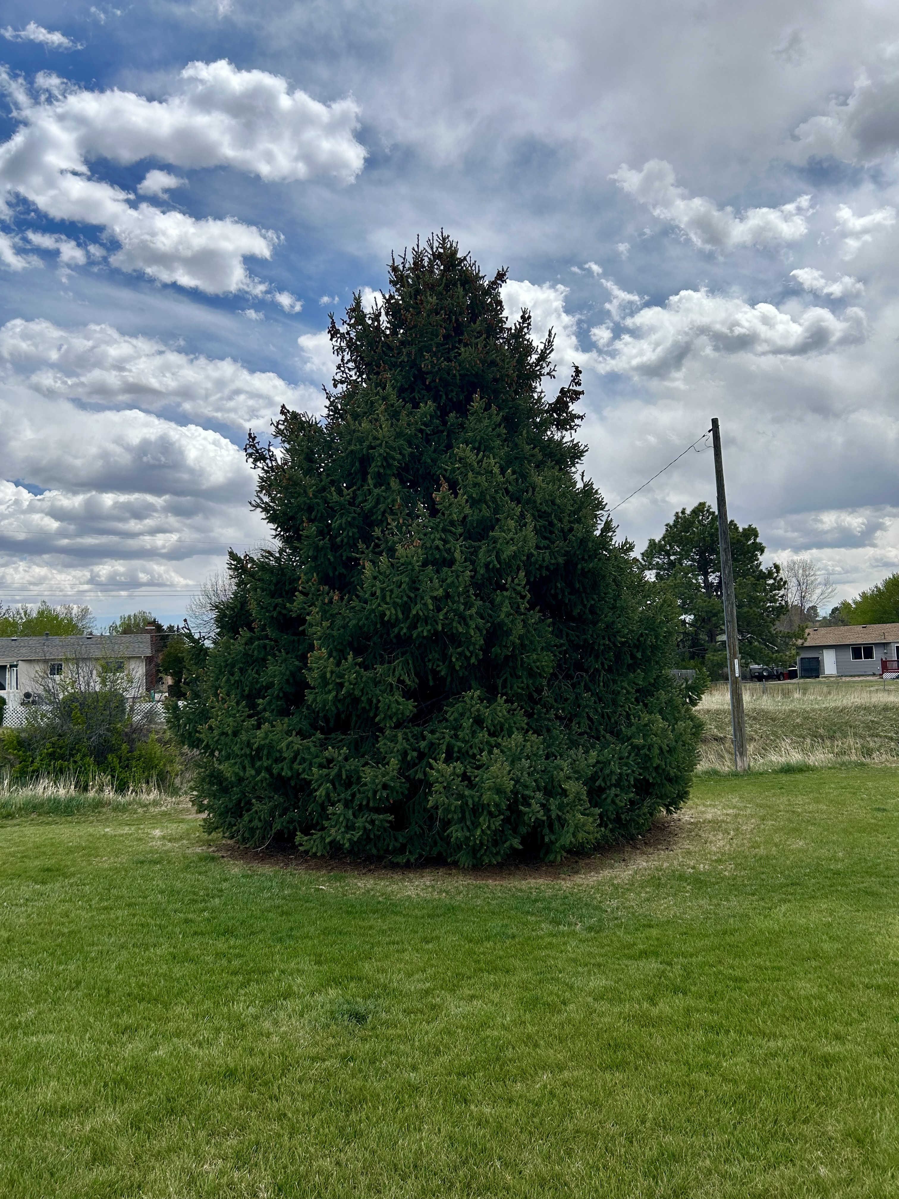 Spruce, a thiccc subject